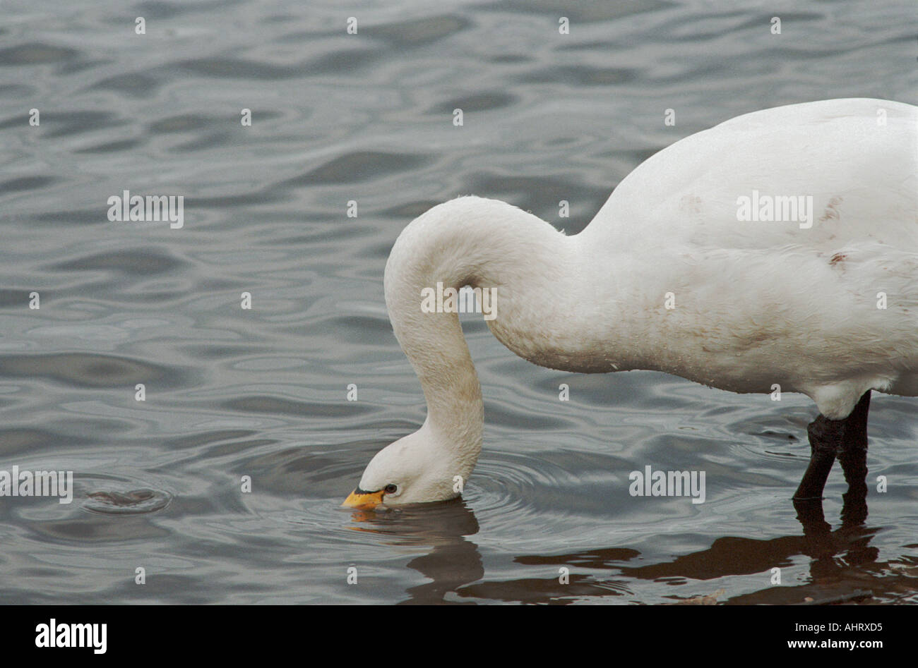 Whooper swan alimentare Foto Stock