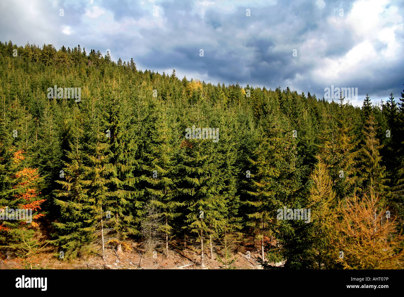 Fitta foresta sempreverde sotto un cielo nuvoloso, con alti pini e abeti, con un po' di fogliame autunnale ai margini della foresta. Foto Stock