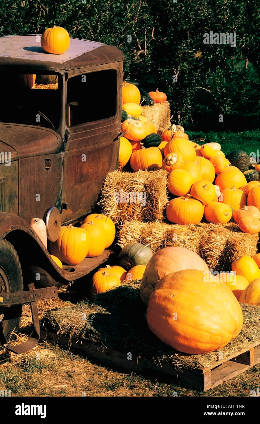 Raccolta di zucca Foto Stock