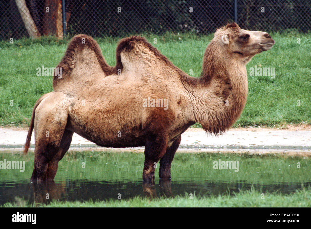 Cammello con due gobbe 2 Foto Stock
