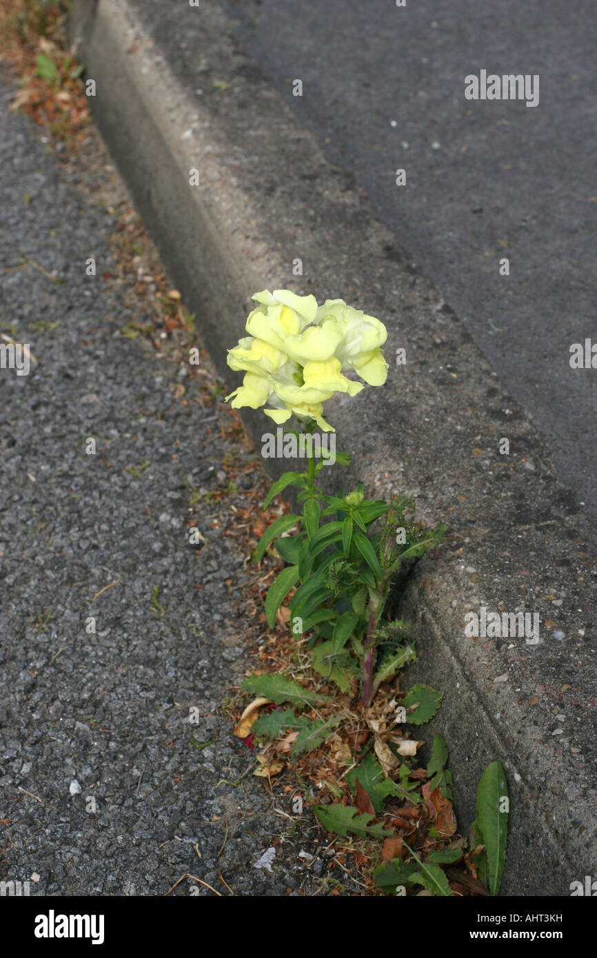 Snap Dragon fiore avente riuscì a vendere set o root in asfalto in corrispondenza di un bordo strada. Foto Stock