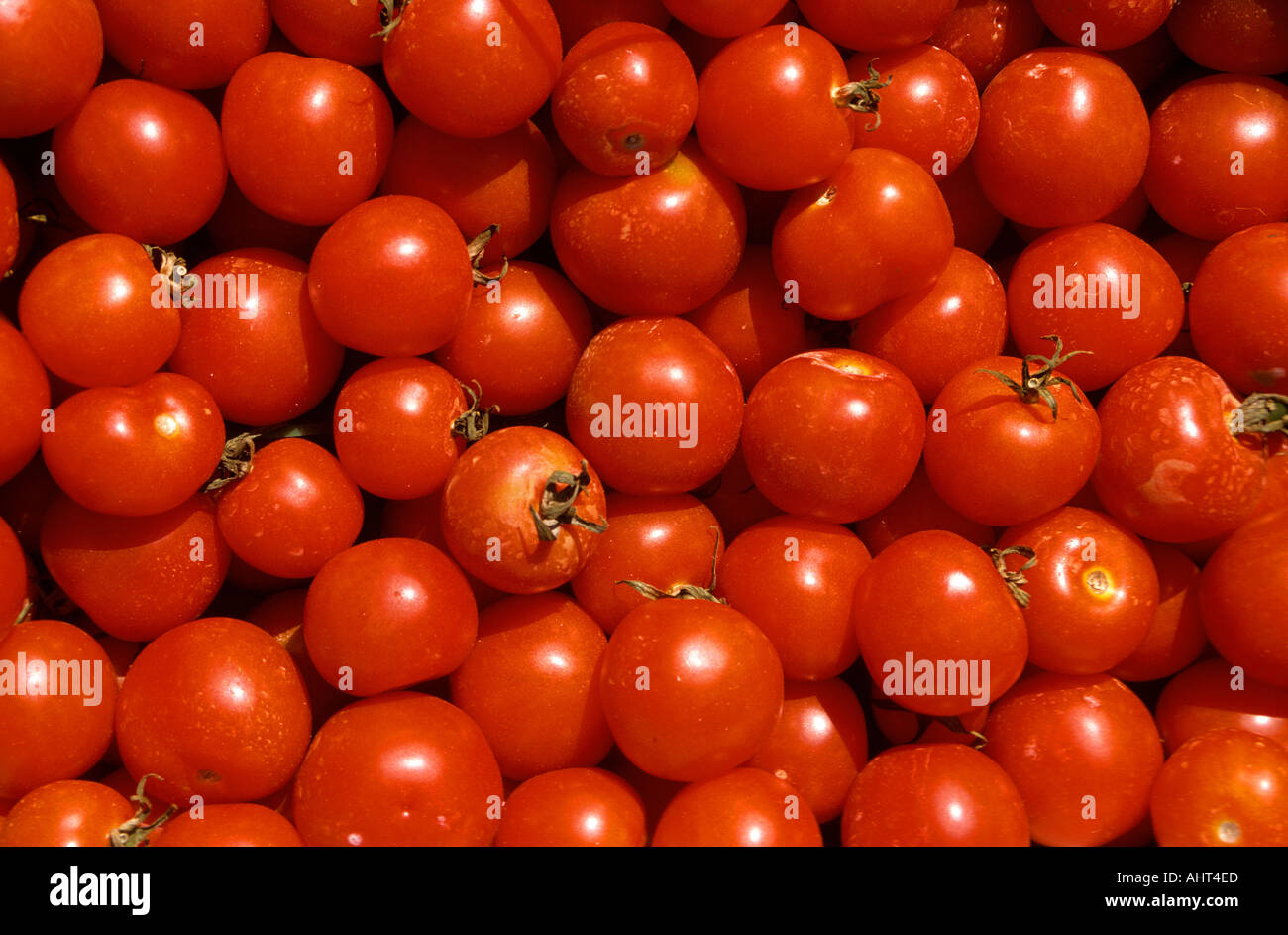 Home coltivati pomodori biologici venduti in un mercato degli agricoltori in Raleigh North Carolina Foto Stock