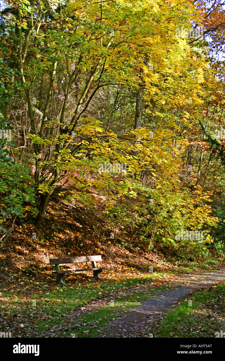 Panca in legno sotto colorati alberi autunnali vicino a un sentiero tortuoso, circondata da fogliame dorato e verde in un tranquillo parco. Foto Stock