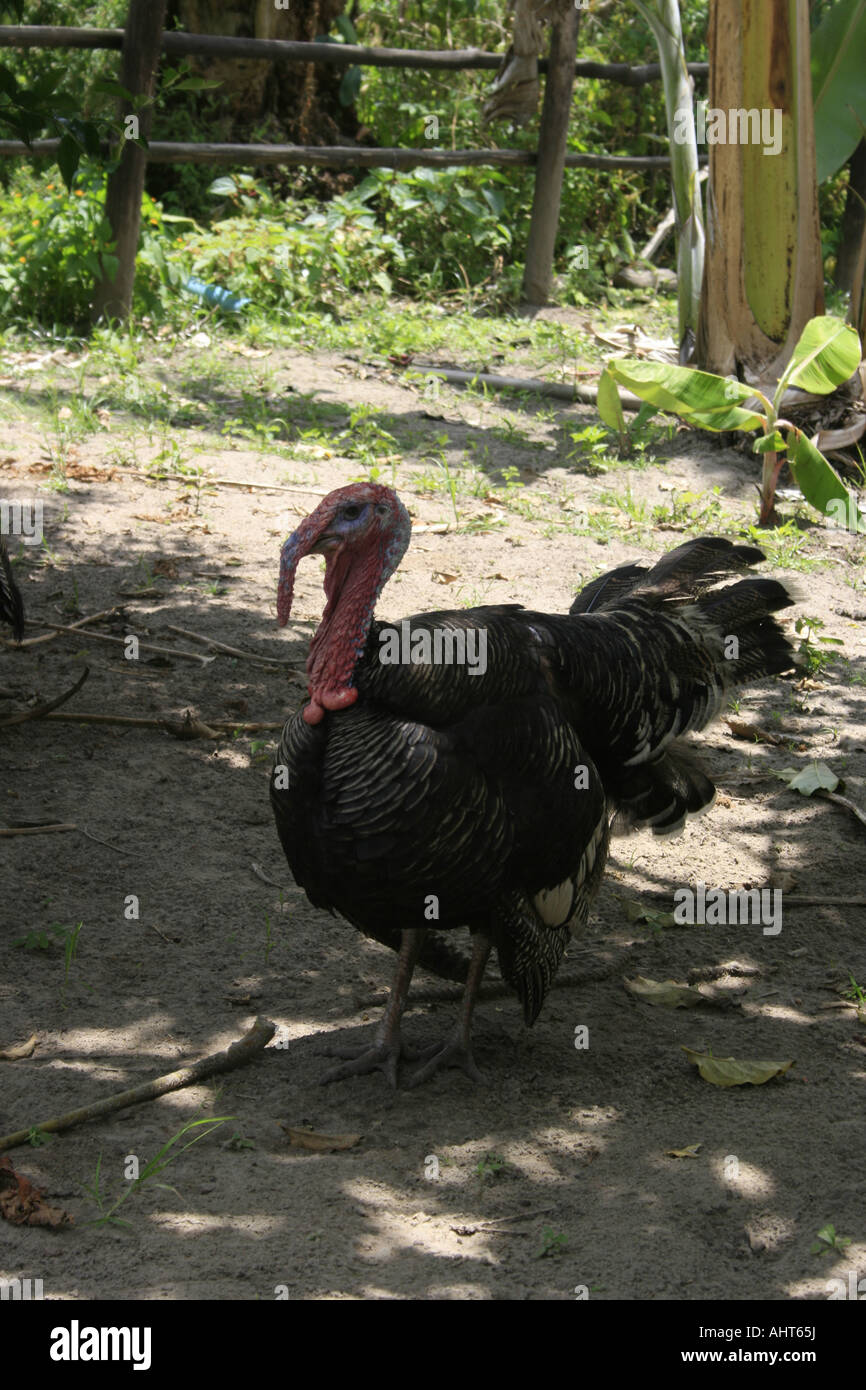Free range turchia Foto Stock