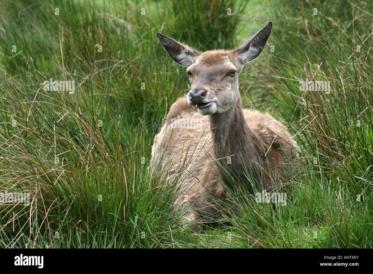 Cervo - Cervus Elaphus - presso l'Highland Wildlife Park, Kincraig, Kingussies, Invernesshire, Highlands della Scozia, Regno Unito. Foto Stock