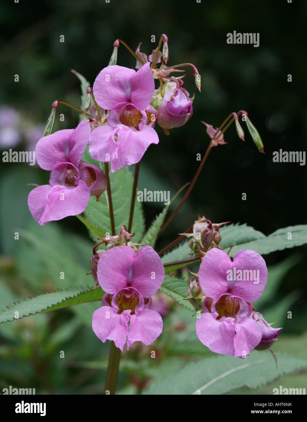 O dell'Himalaya indiano - la Balsamina Impatiens glandulifera (Balsaminaceae) crescita selvaggia su un argine nel nord dell'Inghilterra. Nessuno nativo specie invasive. Foto Stock