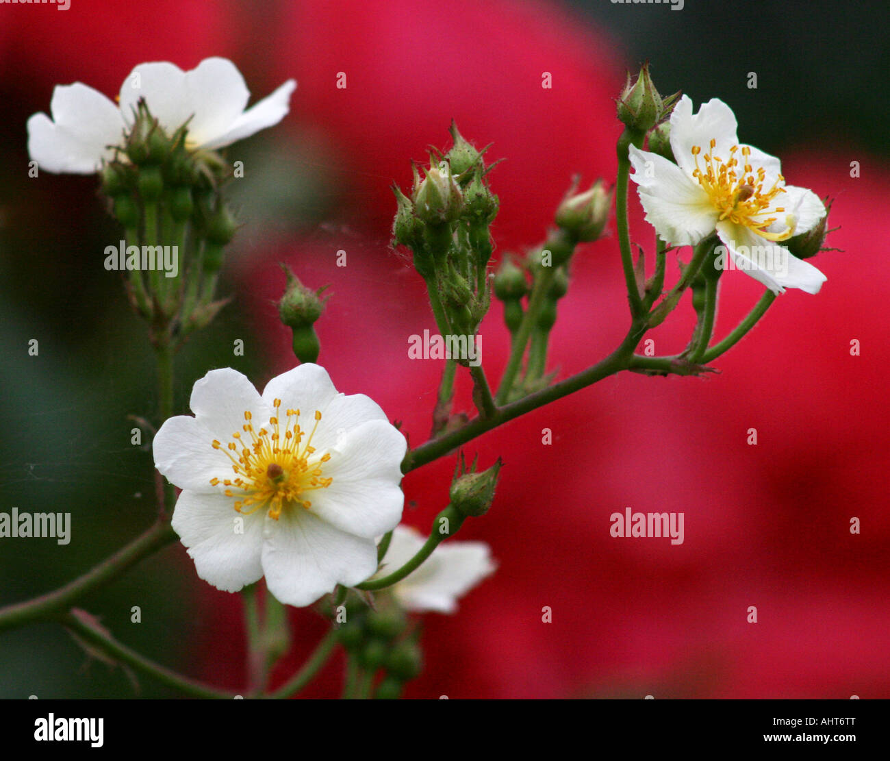 White Rambling Rosa con boccioli e tre fiori. Foto Stock