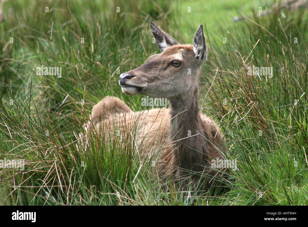 Cervo - Cervus Elaphus - presso l'Highland Wildlife Park, Kincraig, Kingussies, Invernesshire, Highlands della Scozia, Regno Unito. Foto Stock