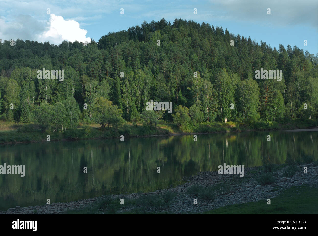 Il fiume Lebed s bank tradotto come il fiume Swan Altai Russia Foto Stock