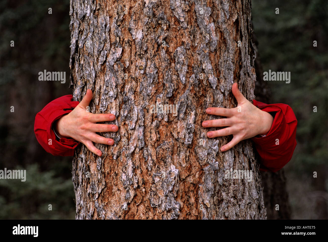 Braccia umane avvolto attorno al fusto di un albero di abete rosso. Foto Stock