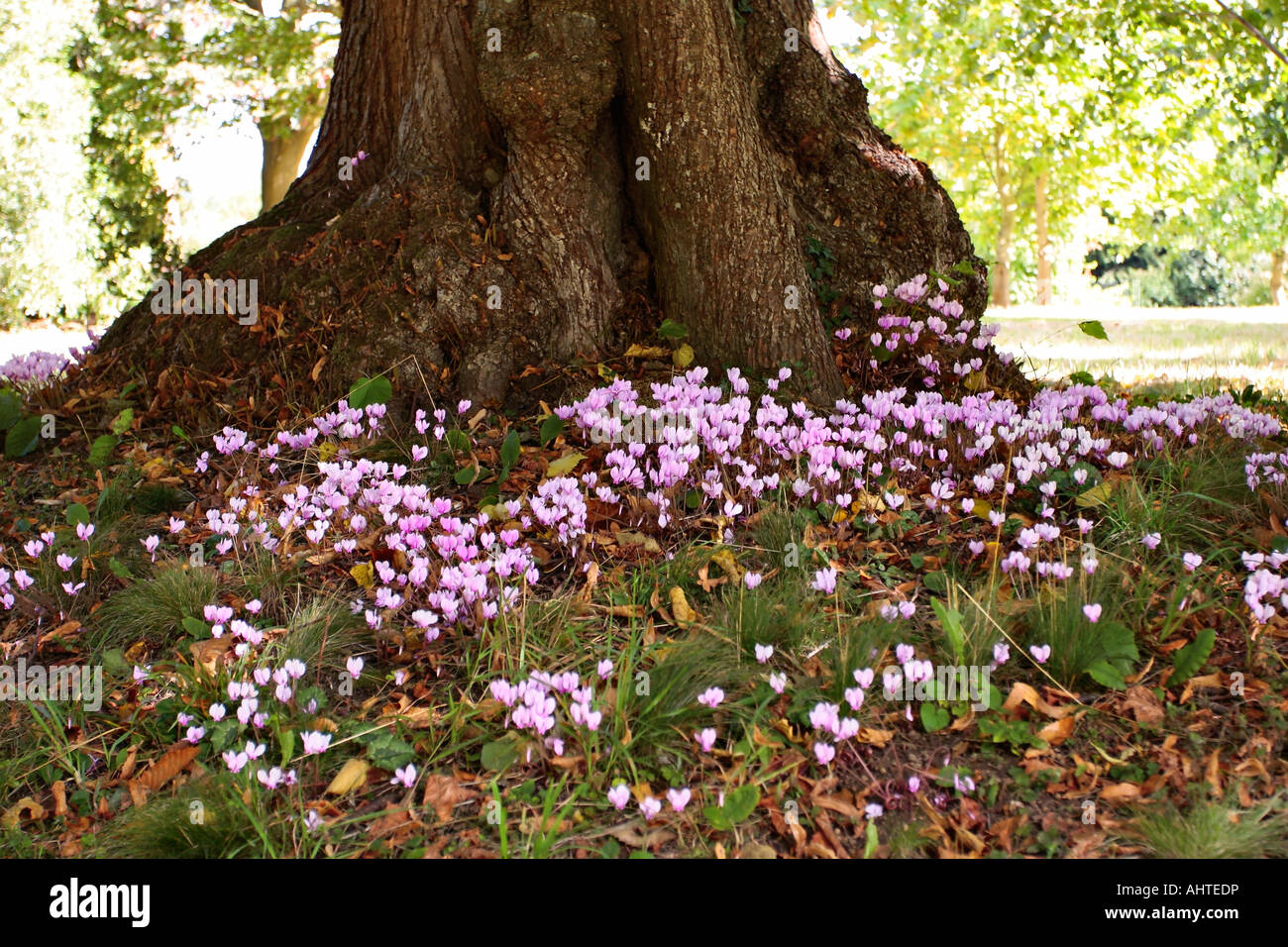 Cyclamens rosa (Myrsinaceae) in fiore alla base del castagno in autunno in Sussex, Inghilterra, Regno Unito Foto Stock