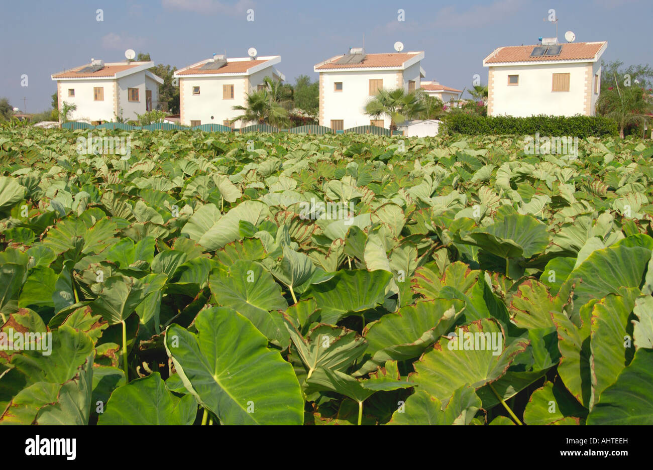 Kolokassi raccolto di radice cresce su terreni agricoli nei pressi di Ayia Napa sull'isola Mediterranea di Cipro UE al successivo sviluppo di alloggiamento Foto Stock