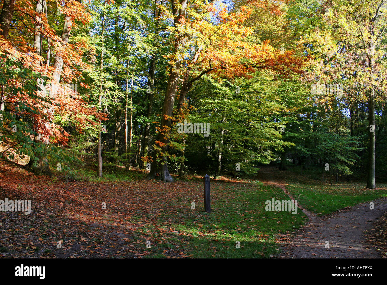 Un percorso panoramico circondato da vibranti alberi autunnali con fogliame dorato e verde sotto cieli azzurri. Foto Stock