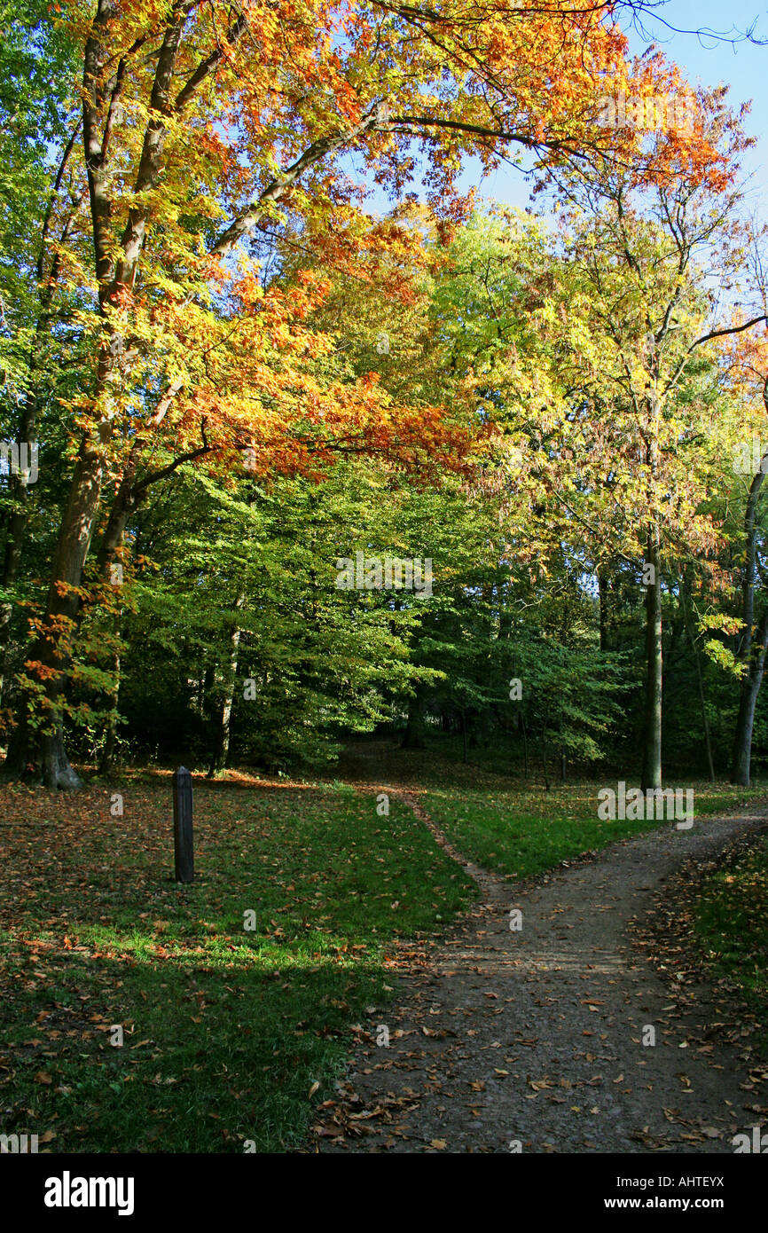 Un percorso panoramico circondato da vibranti alberi autunnali con fogliame dorato e verde sotto cieli azzurri. Foto Stock