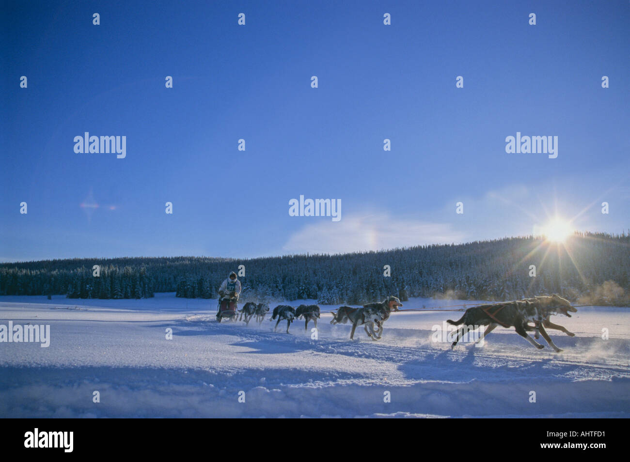 Sled Dog Race team retro illuminato dal sole basso Foto Stock
