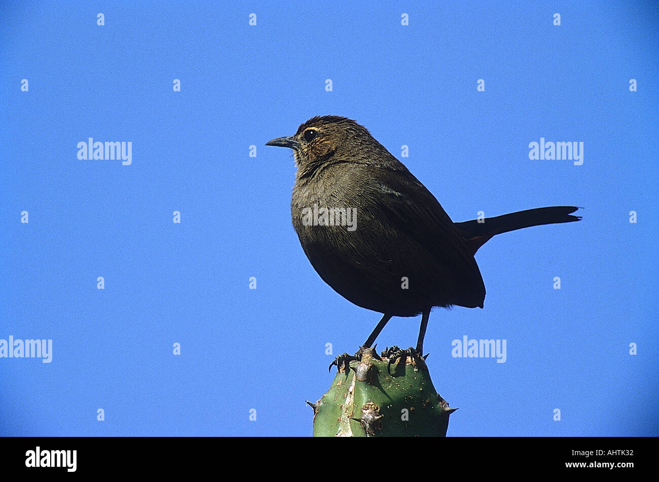 SNA indiano71970 Robin Saxicoloides femmina fulicata Kokkare Bellur Bangalore Karnataka India Foto Stock