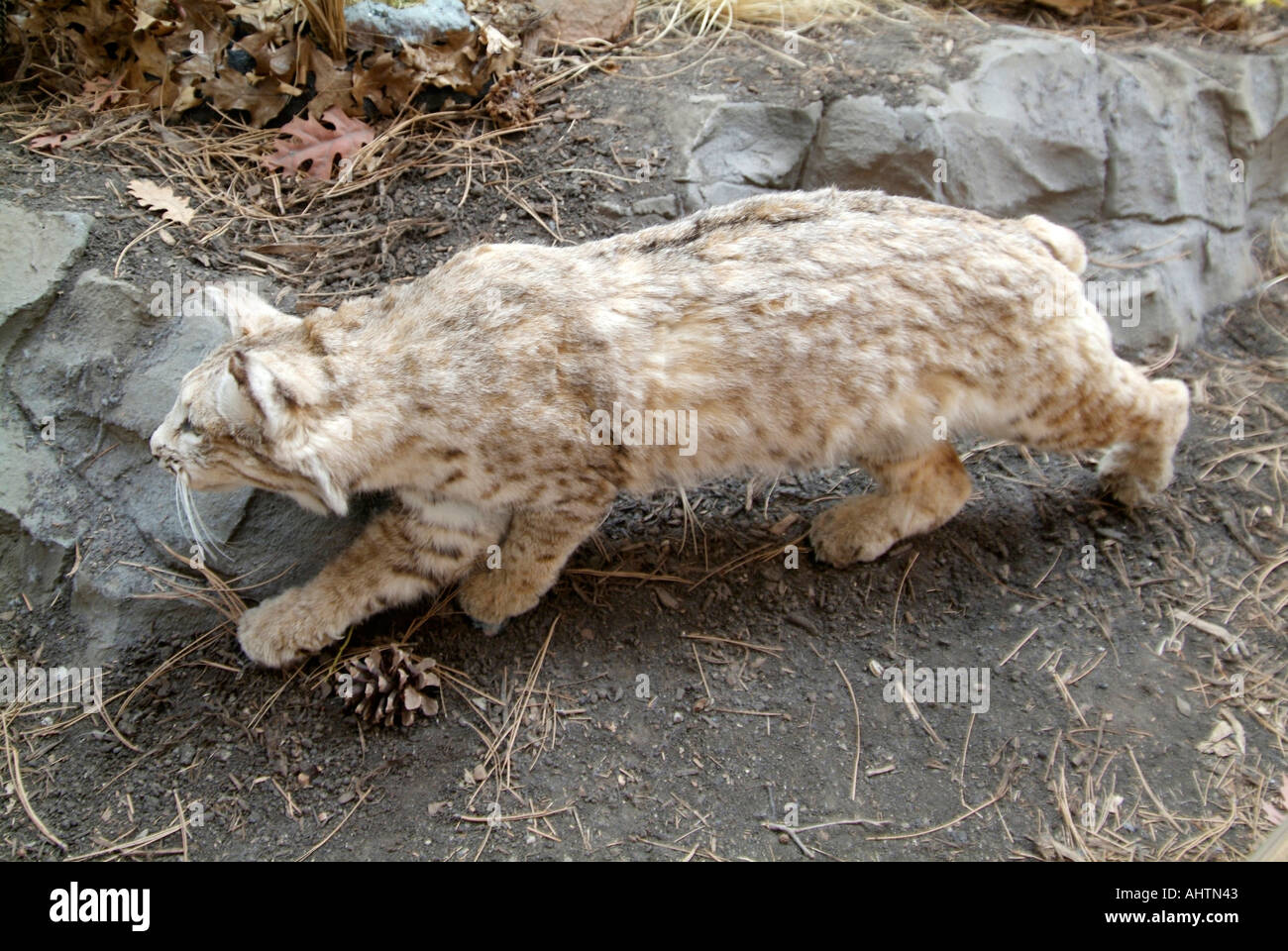 Gatto Bobtail Foto Stock