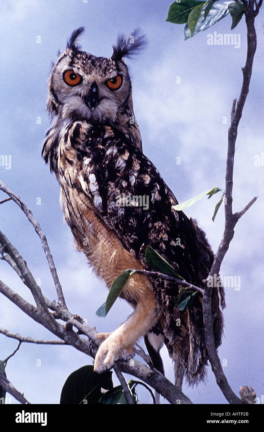 SNA Euroasian71955 gufo reale Bubo bubo Bangalore in India Foto Stock