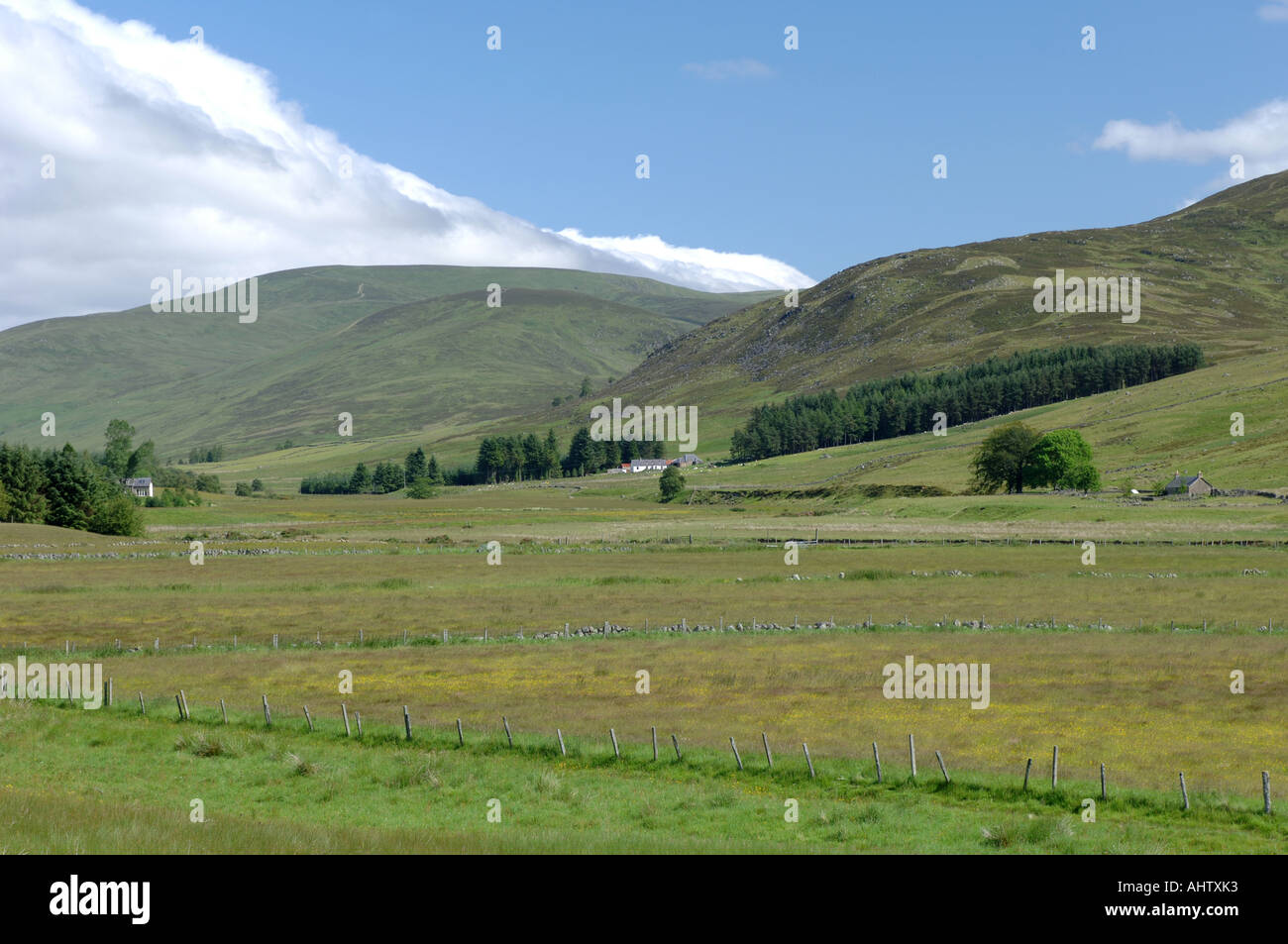 Glen Isla Angus Foto Stock