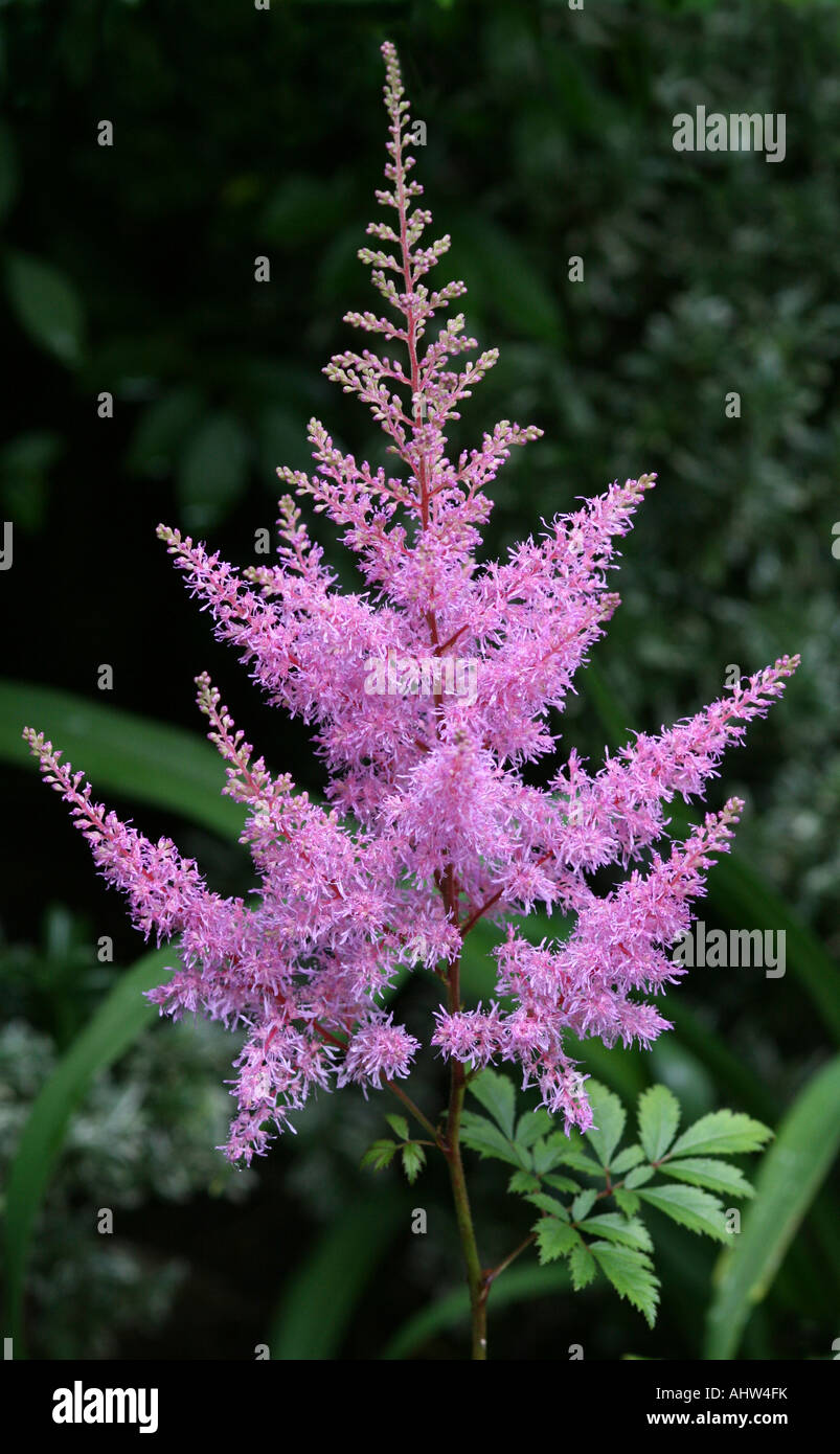 Primo piano di una rosa astilbe gambo di fiore erica arendsii, fioritura in un giardino inglese. Foto Stock