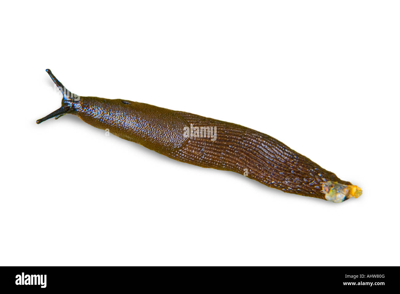 Lo spagnolo slug, ARION LUSITANICUS, noto anche come killer slug. Foto Stock