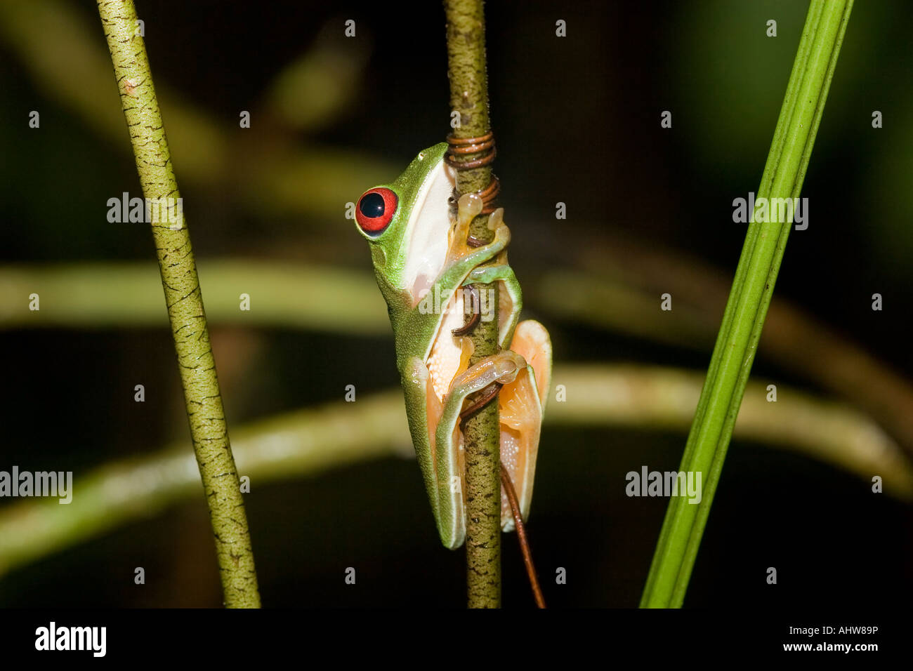 Con gli occhi rossi raganella (Agalychnis callidryas) appollaiato su un ramo di notte in pianura le foreste pluviali tropicali del Costa Rica. Foto Stock