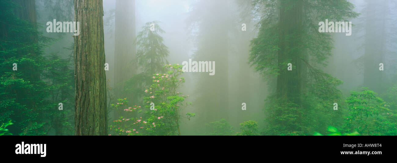 Questa è la Lady Bird Johnson Grove della vecchia crescita redwoods che sono circa 2500 anni crescente tra di loro sono Foto Stock