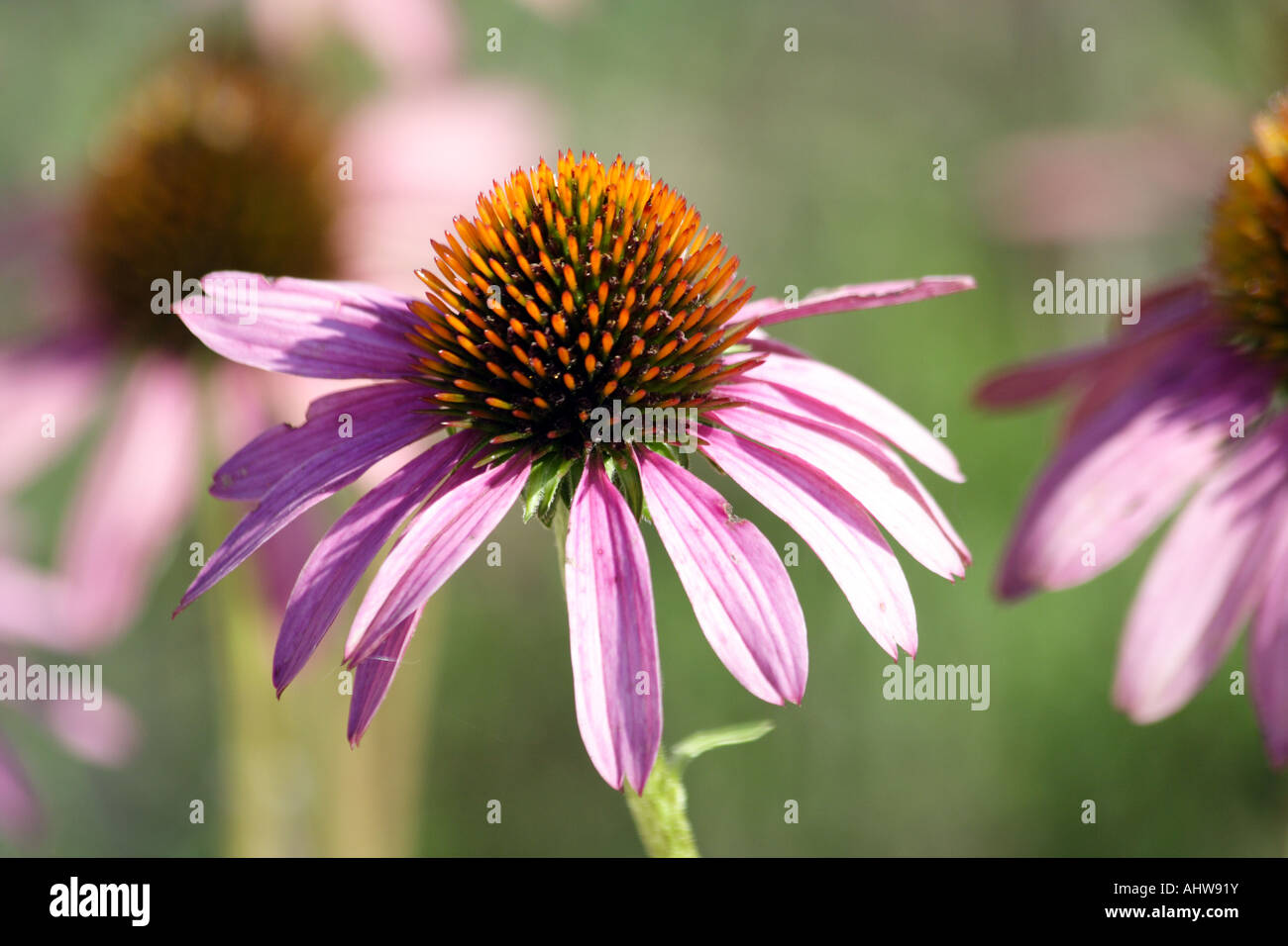 Fiore di Gerbera. Daisy. Foto Stock