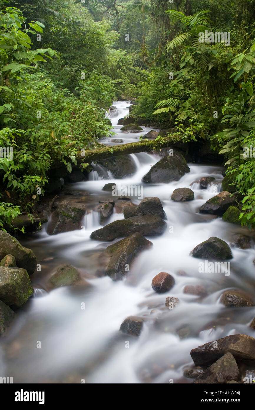 La lussureggiante foresta pluviale flusso nella cloud foreste di Monteverde Costa Rica. Foto Stock