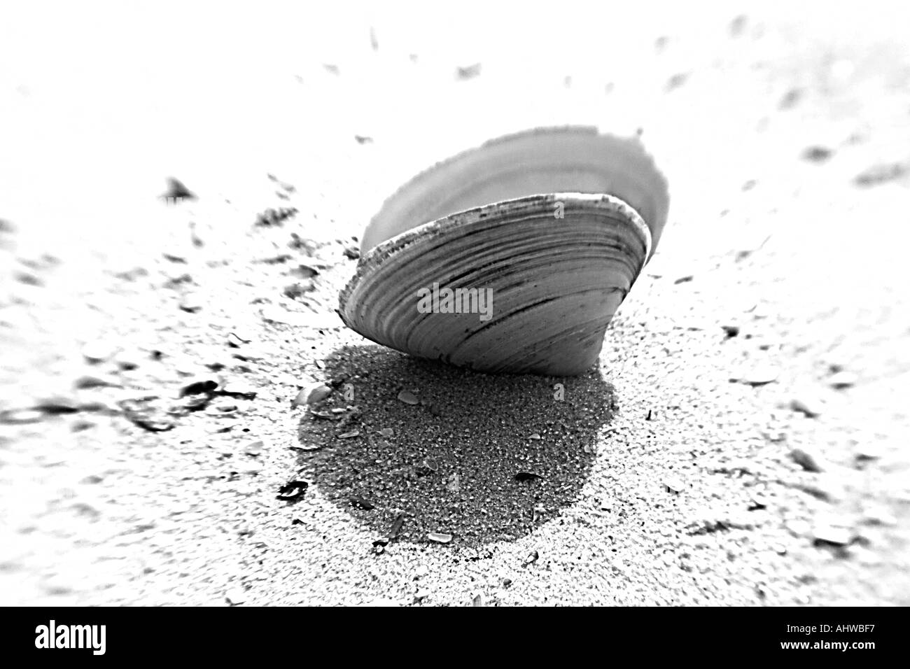 Aprire clam shell girato in bianco e nero che giace da sola sulla spiaggia Foto Stock