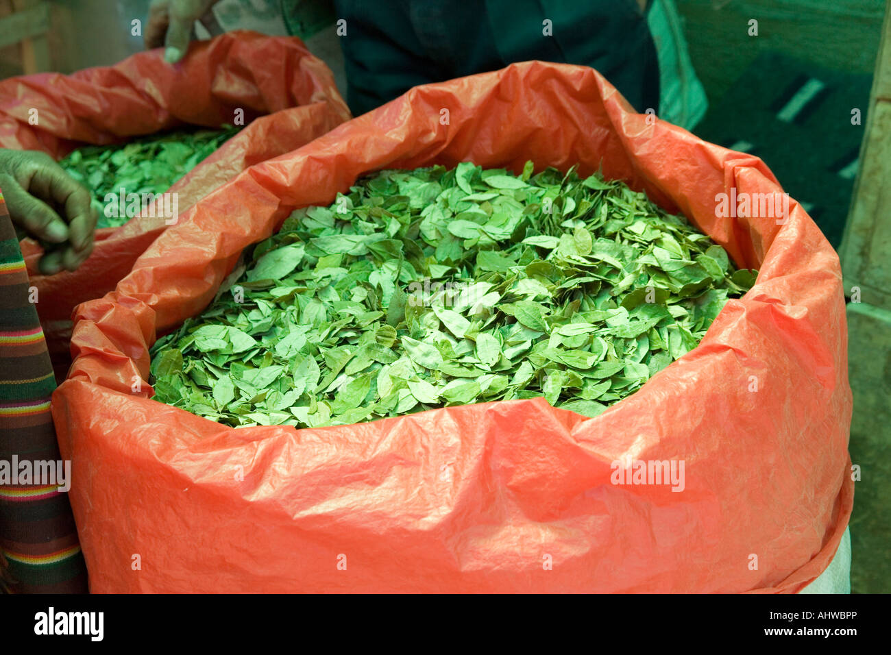 Le foglie di coca in vendita presso il mercato della domenica nella città di Tarabuco, Valli centrale, Bolivia Foto Stock