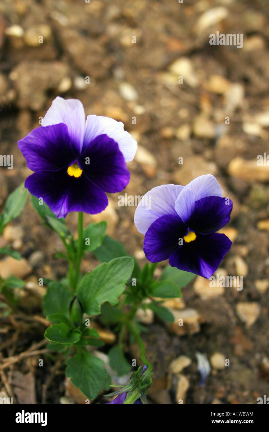 Viola. blu pansy wittrockiana. serie universale. Foto Stock