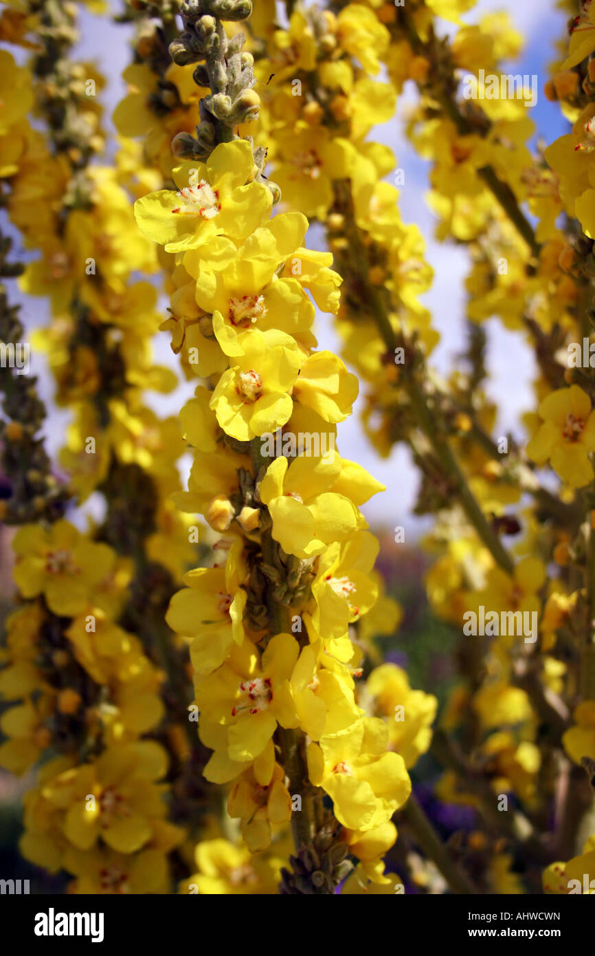 Molène gainsborough. celsia mullein. scrophulariaceae Foto Stock
