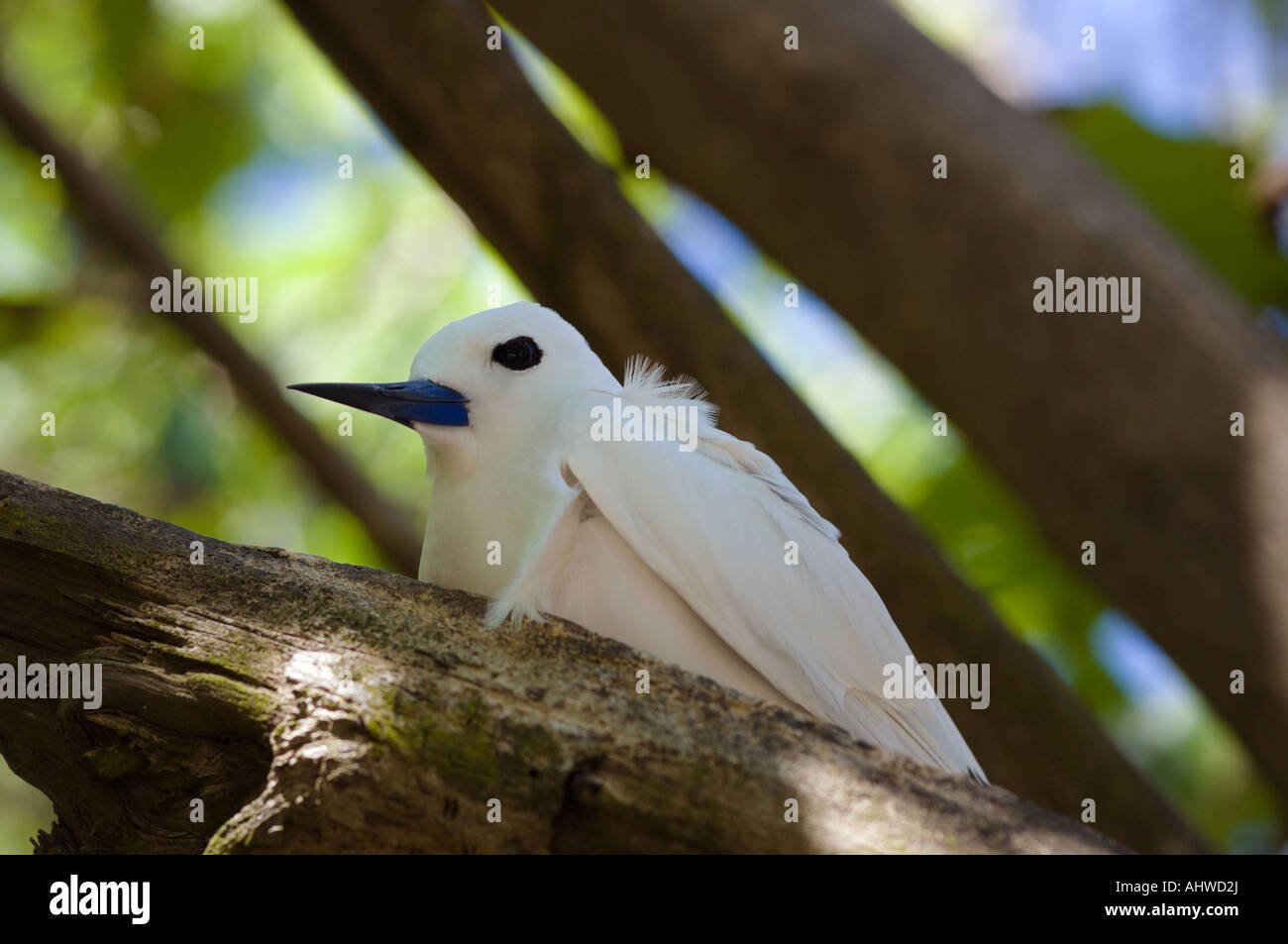 Fairy Tern gygis alba sul ramo di albero sedersi nel nido Foto Stock