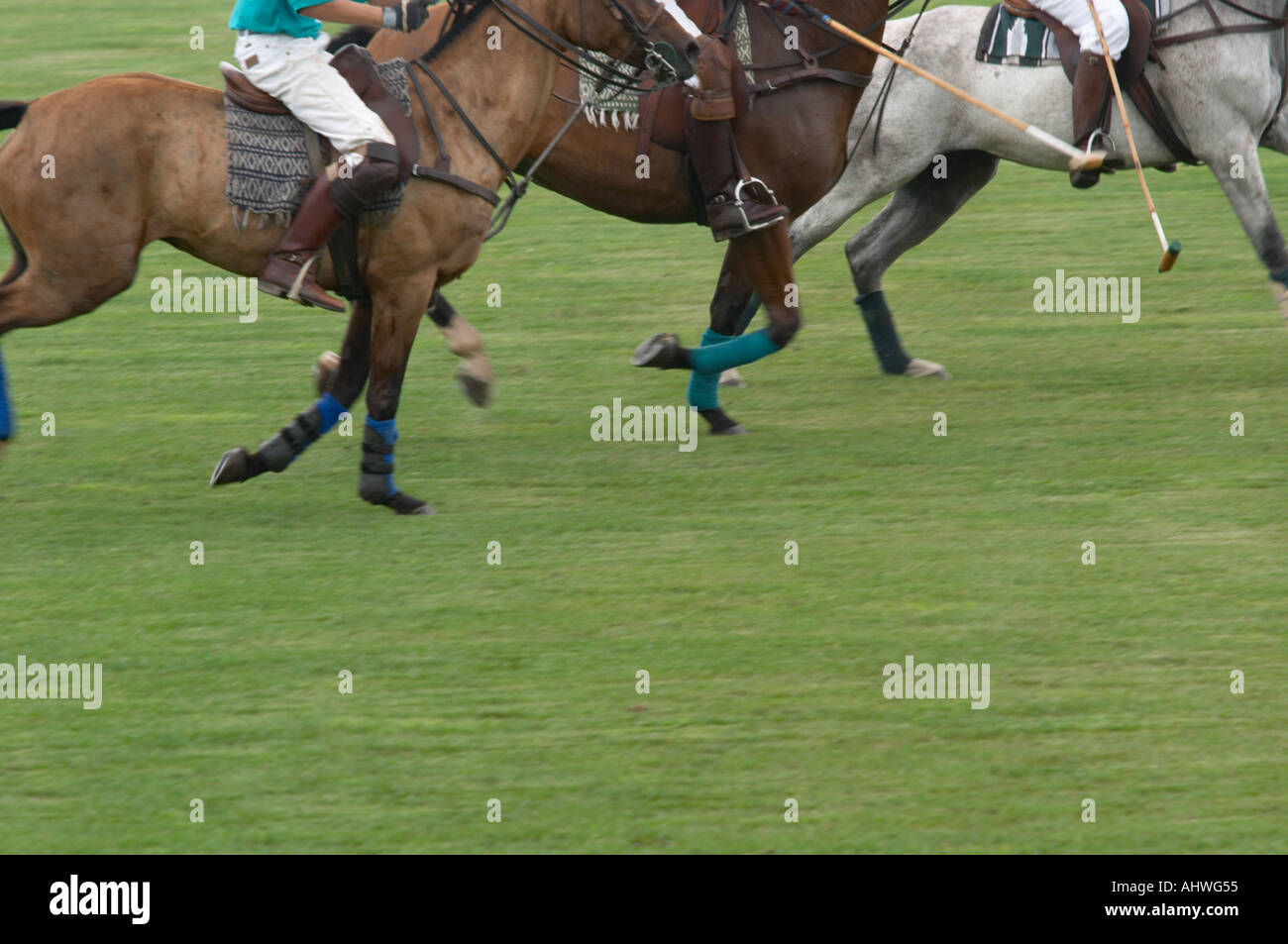 Partita di polo in Western New York Foto Stock