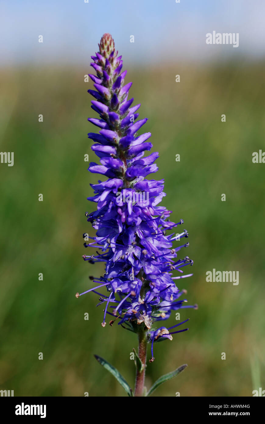 Spiked speedwell sul Great Orme Galles del Nord Foto Stock