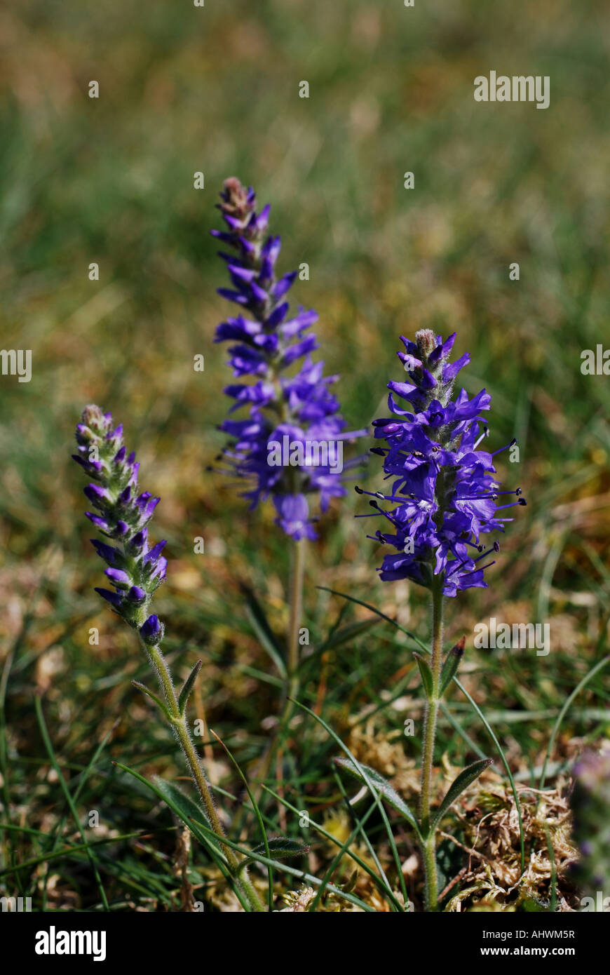 Spiked speedwell sul Great Orme Galles del Nord Foto Stock