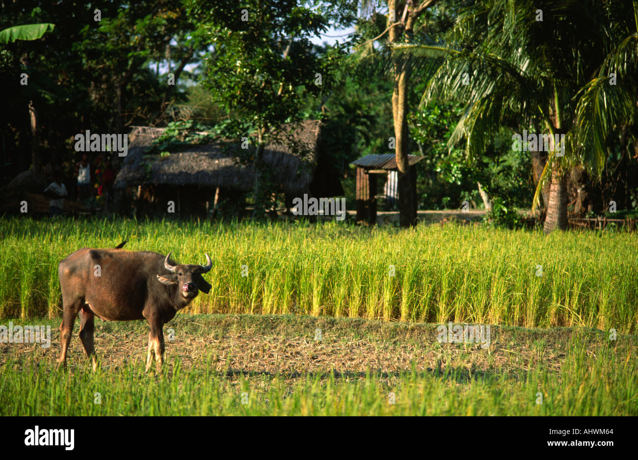 Bufalo d'acqua giovane che pascolano su un campo di risaie raccolto. Bangladesh Foto Stock