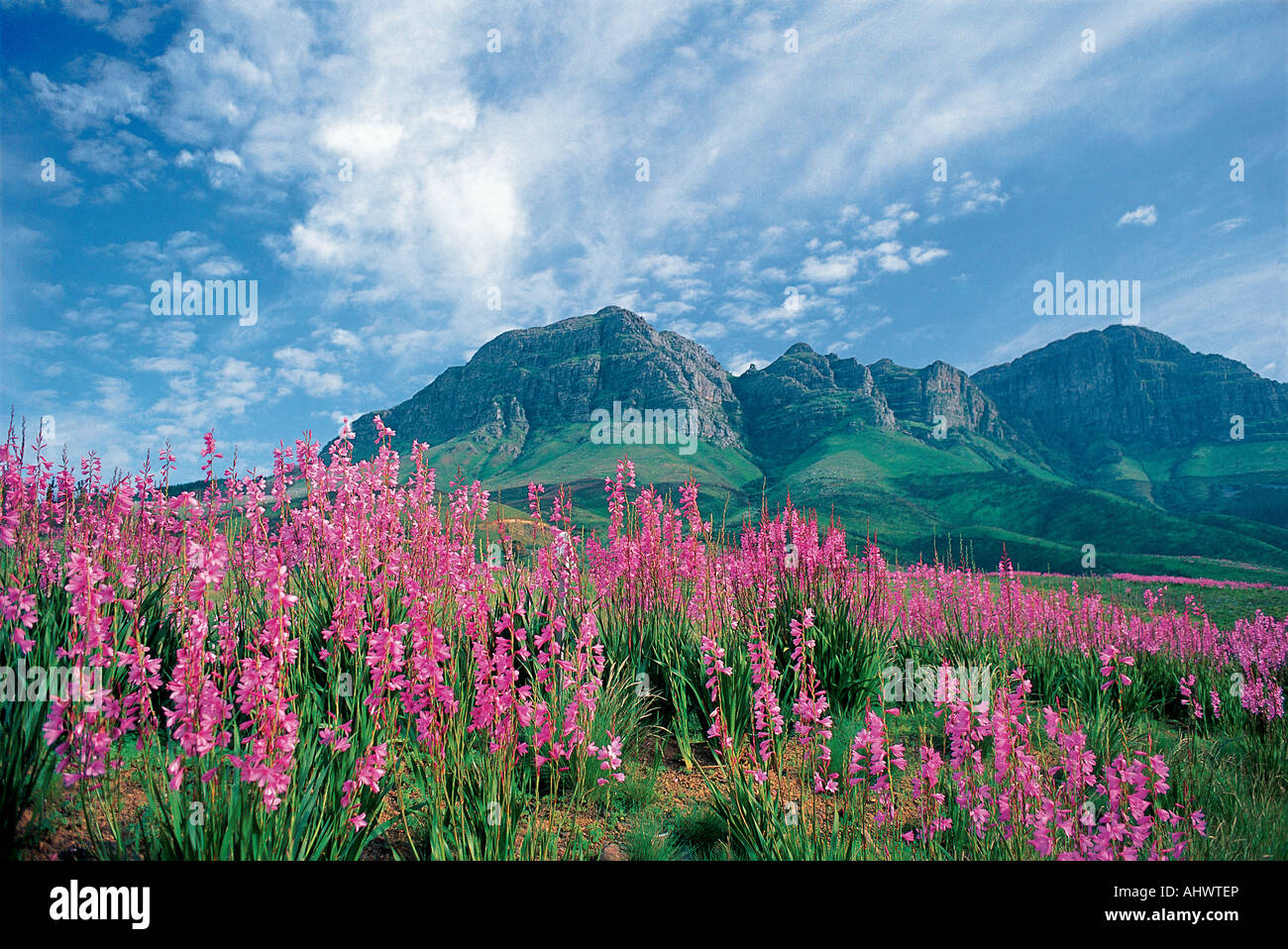 Una spettacolare esibizione di wild Watsonia fiori in primavera Helderberg Mountain Somerset West Western Cape Sud Africa Foto Stock