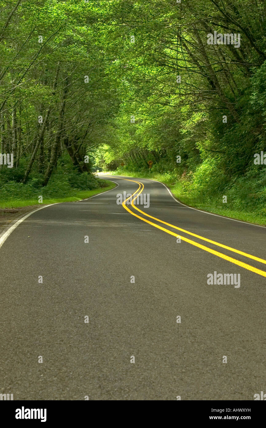 Autostrada guidare attraverso il lussureggiante paesaggio verde sulla costa del Pacifico in Oregon. Foto Stock