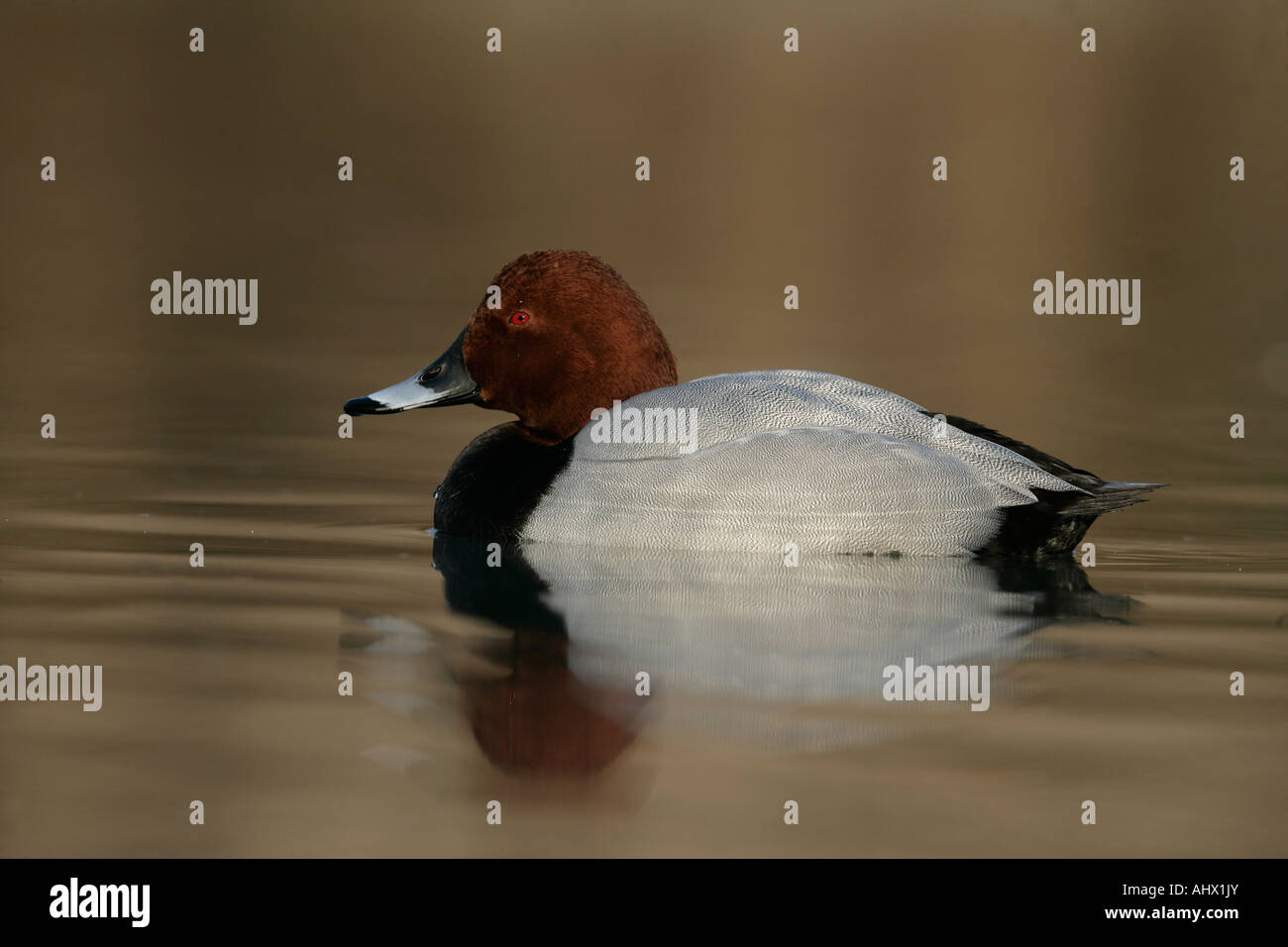 Pochard Aythya ferina maschio su acqua Francia Foto Stock