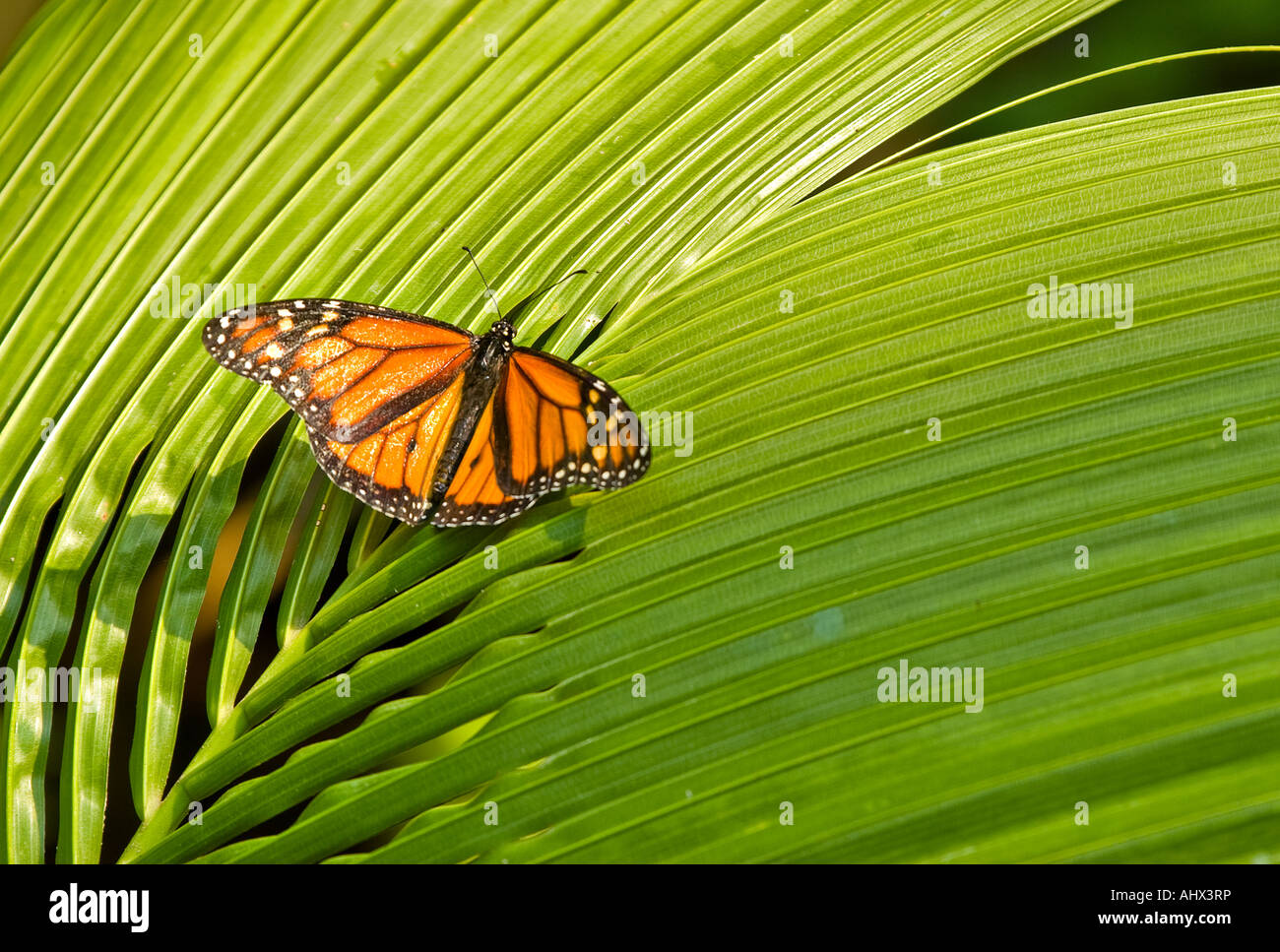 Bel colore arancione monarch butterly siede sul lungo Verde foglie di palmo Foto Stock
