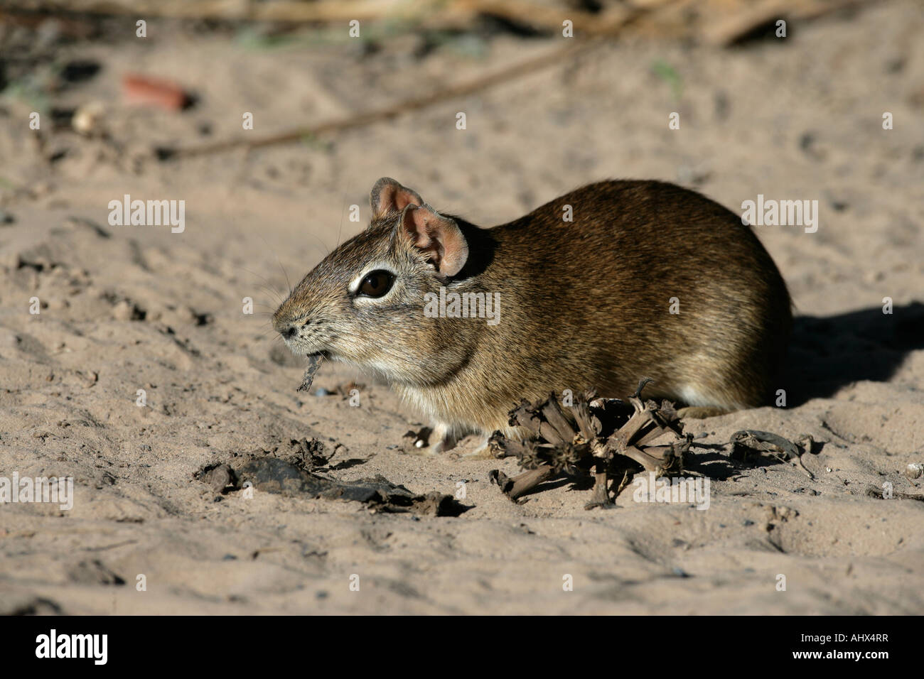 Il brasiliano cavia Cavia aperea Brasile Foto Stock