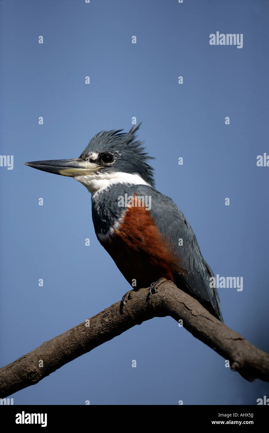 Di inanellare kingfisher Megaceryle torquata Brasile Foto Stock