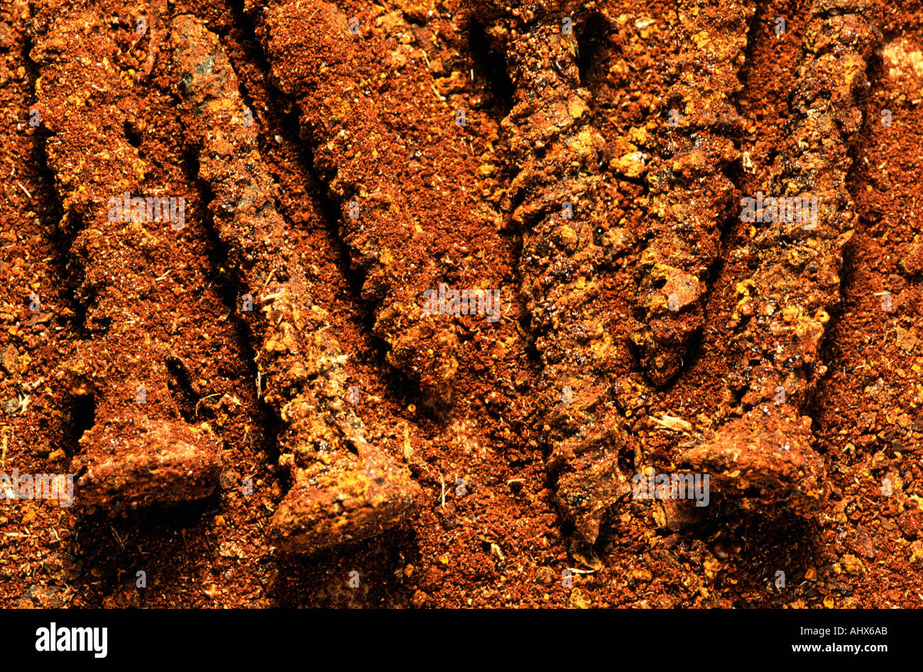 Rusty viti per legno in polvere Foto Stock