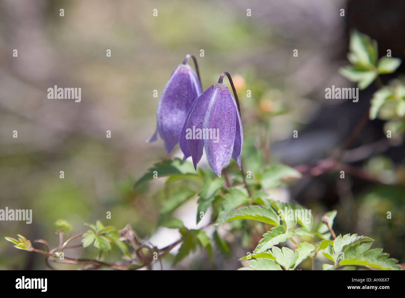 Clematide alpina Clematis alpina fiori viola che cresce a 1200 ft nelle Alpi Giulie in estate Foto Stock