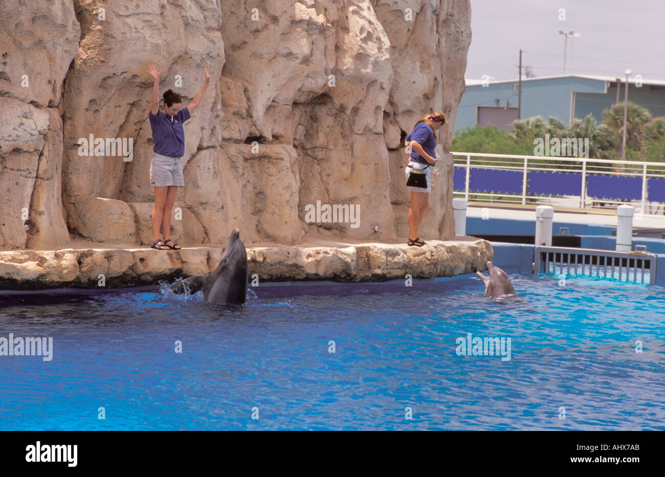 Corpus Christi Texas USA Texas State Aquarium Dolphin Bay presentare prestazioni esecuzione di guarnizioni di tenuta Foto Stock