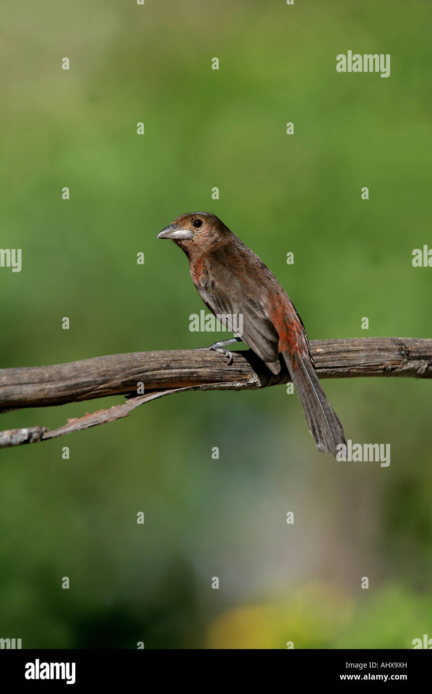 Argento fatturati tanager Ramphocelus carbo Brasile femmina Foto Stock