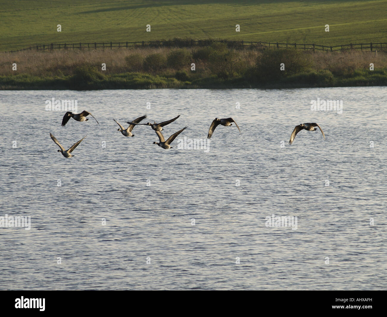 Stormo di oche del Canada sorvolando un lago Foto Stock