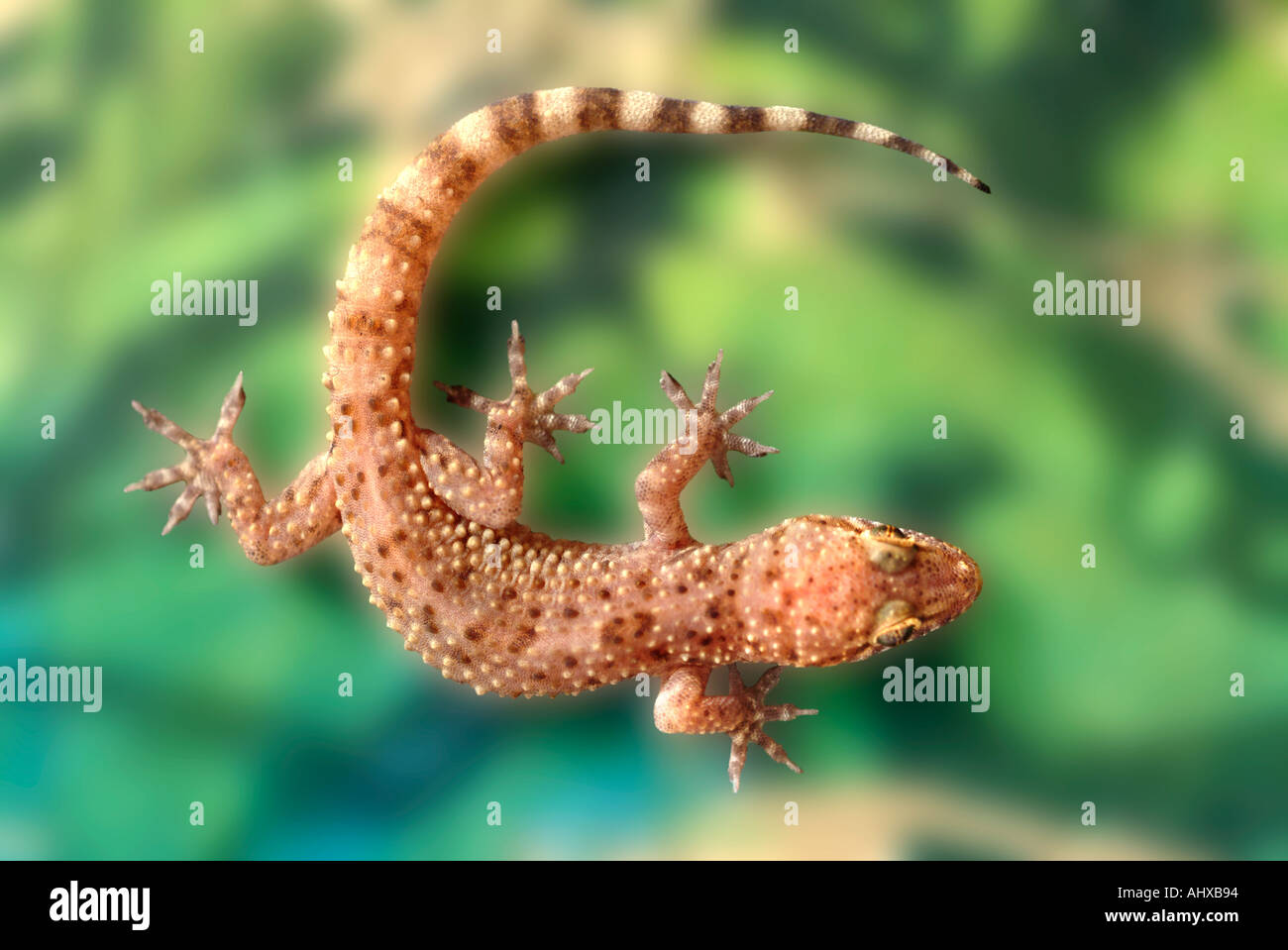 Close up macro di gecko turco Foto Stock